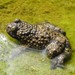 Apennine Yellow-bellied Toad - Photo (c) Daniele Seglie, some rights reserved (CC BY-NC), uploaded by Daniele Seglie