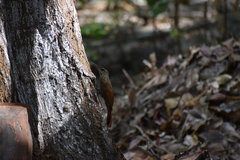 Xiphorhynchus flavigaster