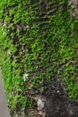 Dicranum montanum