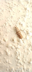 Phereoeca