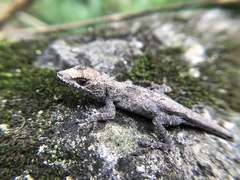 Anolis laeviventris