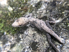Anolis laeviventris