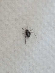 Tuberolachnus salignus