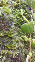 Peperomia serpens