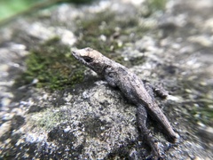 Anolis laeviventris