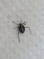 Tuberolachnus salignus