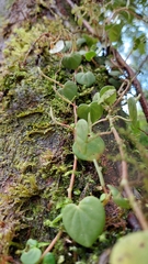 Peperomia serpens