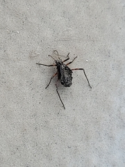 Tuberolachnus salignus