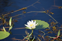 Nymphaea