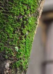 Dicranum montanum