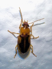 Stenolophini