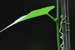 Cissus verticillata