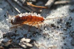 Eurycotis floridana