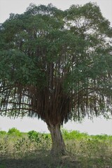 Ficus benghalensis