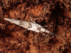 Ypsolopha asperella