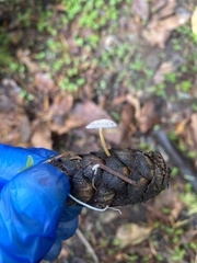 Strobilurus trullisatus