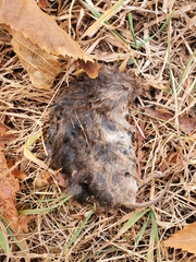 Microtus pennsylvanicus