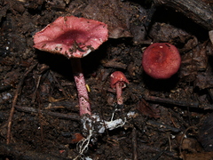 Lepiota erythrosticta
