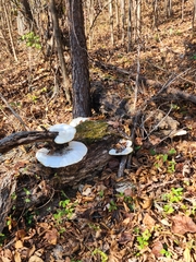 Trametes gibbosa