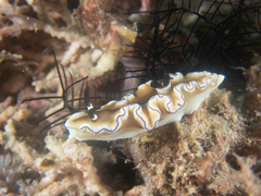 Doriprismatica atromarginata