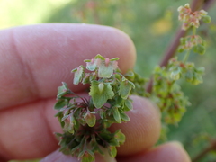 Rumex obtusifolius