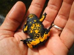 Bombina variegata pachypus