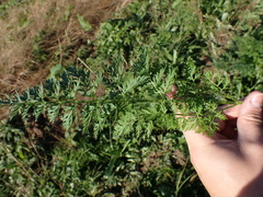 Daucus carota