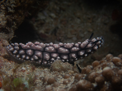 Phyllidiopsis krempfi