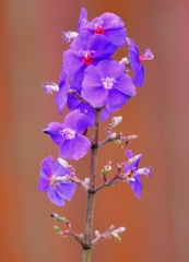 Pleroma heteromallum