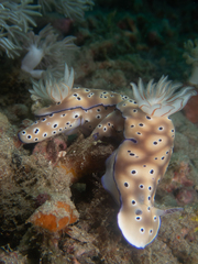 Hypselodoris tryoni