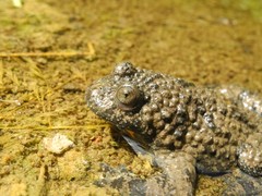 Bombina variegata pachypus