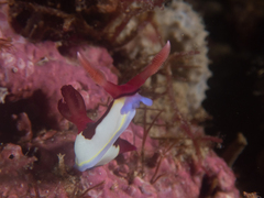 Nembrotha chamberlaini