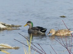 Anas rubripes × platyrhynchos
