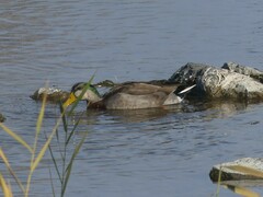 Anas rubripes × platyrhynchos