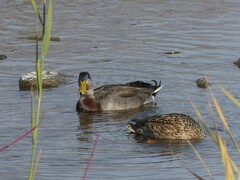 Anas rubripes × platyrhynchos