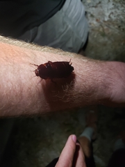 Eurycotis floridana