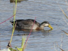 Anas rubripes × platyrhynchos