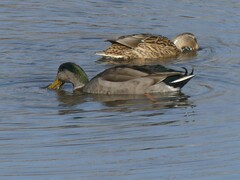 Anas rubripes × platyrhynchos