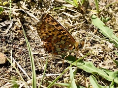 Boloria euphrosyne