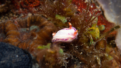 Mexichromis aurora