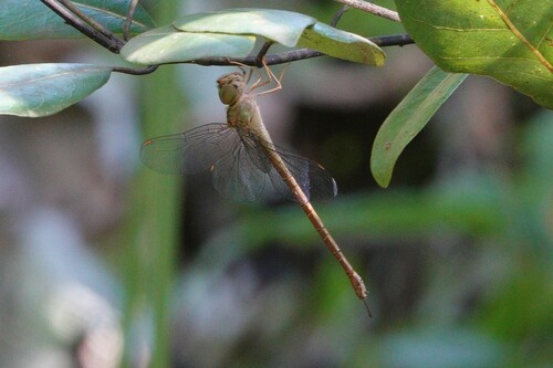 Pale-green Darner photo 3