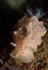 Halgerda batangas