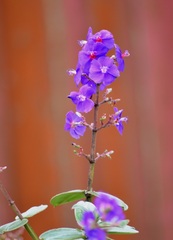 Pleroma heteromallum