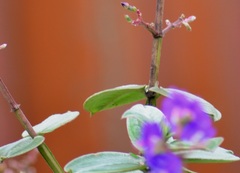 Pleroma heteromallum