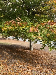 Fagus grandifolia