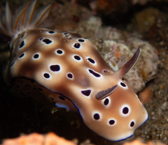 Hypselodoris tryoni