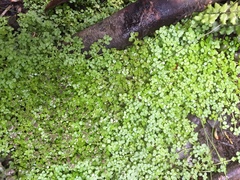 Callitriche muelleri