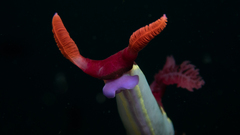 Nembrotha chamberlaini
