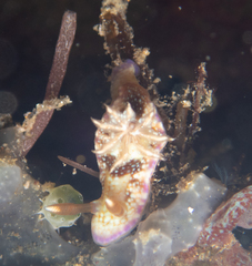 Hypselodoris reidi