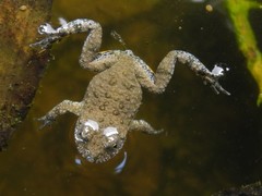 Bombina variegata pachypus